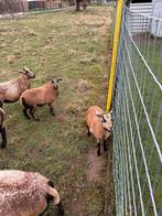 Kameroen schaap ooi en bok 120/stuk, Dieren en Toebehoren, Schapen, Geiten en Varkens, Schaap