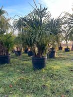 ‼️palmbomen trachycarpus fortunei meerstammig ‼️, Ophalen