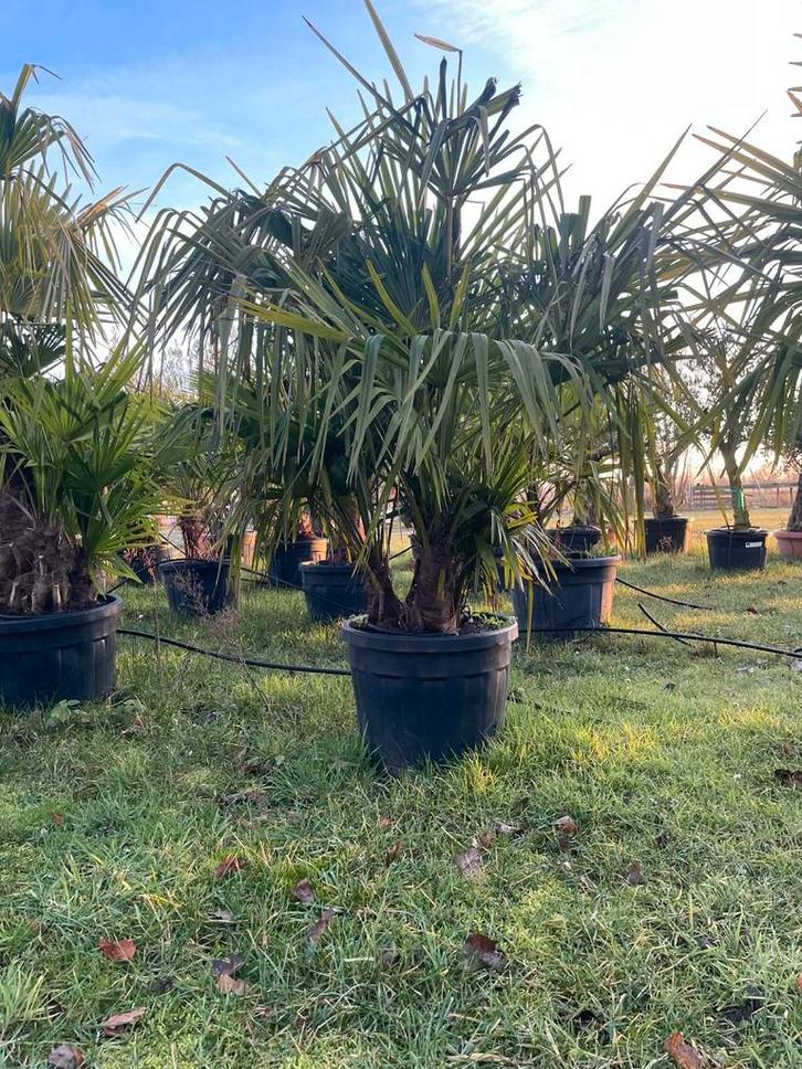‼️palmbomen trachycarpus fortunei meerstammig ‼️, Jardin & Terrasse, Plantes | Arbres, Enlèvement