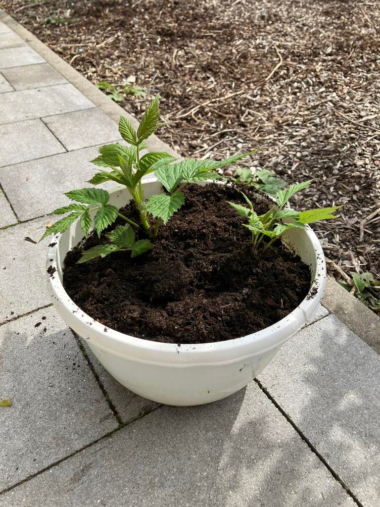 Frambozenplanten, Tuin en Terras, Planten | Tuinplanten, Ophalen, Vaste plant, Fruitplanten