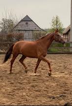 Drachtige fokmerries dressuur, Merrie, Dressuurpaard