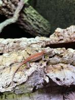 rhacodactylus auriculatus van 2025 zeer mooi dier., Animaux & Accessoires, Reptiles & Amphibiens, Autres espèces, Domestique, 0 à 2 ans