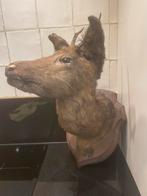 Oude hertenkop-restauratieproject, Enlèvement ou Envoi