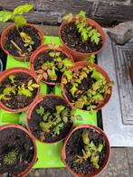 Chinese vernisboompjes, Volle zon, Vaste plant, Zomer, Ophalen