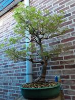 Bonsai acer, Tuin en Terras, Planten | Bomen, Ophalen