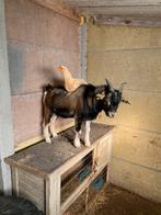 Dwerggeit bokje, Dieren en Toebehoren, Februari, Mannelijk