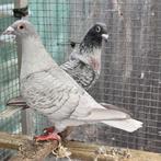 Duiven, Dieren en Toebehoren, Vogels | Duiven, Meerdere dieren, Postduif