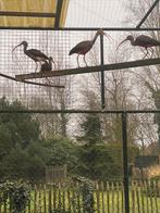 Rode ibis, Meerdere dieren, Geringd