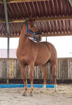 Aanhankelijke D pony te koop, Dieren en Toebehoren, Pony's, Merrie, Gechipt, 11 jaar of ouder, Recreatiepony