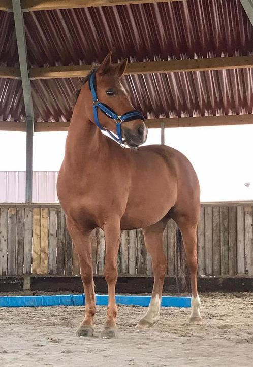 Aanhankelijke D pony te koop, Dieren en Toebehoren, Pony's, Merrie, D pony (1.37m tot 1.48m), Recreatiepony, 11 jaar of ouder