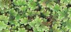 🌿 kroosvaren (Azolla caroliniana) 🌿, Animaux & Accessoires, Animaux Autre