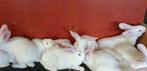 Wit van dendermonde konijnen te koop