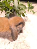 Lief minilop rammelaartje, Dieren en Toebehoren