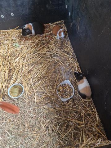 Cavia's, Dieren en Toebehoren, Knaagdieren, Cavia