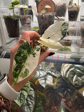 Alocasia planten - variagated beschikbaar voor biedingen