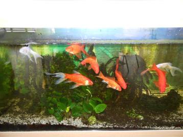 aquarium beschikbaar voor biedingen