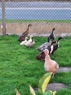 Eenden kuikens, Dieren en Toebehoren, Pluimvee, Geslacht onbekend, Eend