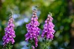+20 zaden roze vingerhoedskruid - Digitalis purpurea, Verzenden, Volle zon, Zaad