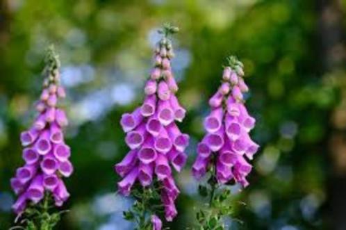 +20 zaden roze vingerhoedskruid - Digitalis purpurea, Tuin en Terras, Bloembollen en Zaden, Zaad, Volle zon, Verzenden