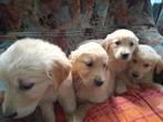 mooie golden retriever pups hobbyfok, Dieren en Toebehoren, Golden retriever, België, Particulier, 8 tot 15 weken