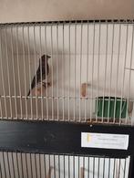 Roodmus man, Dieren en Toebehoren, Vogels | Hokken en Kooien, Ophalen