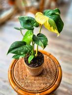 Monstera Thai Constellation (Dubbele Stam), Huis en Inrichting, Kamerplanten, Ophalen, Overige soorten, Halfschaduw, Minder dan 100 cm