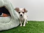 Kruising Chihuahua pups, België, Overige rassen, 8 tot 15 weken, CDV (hondenziekte)