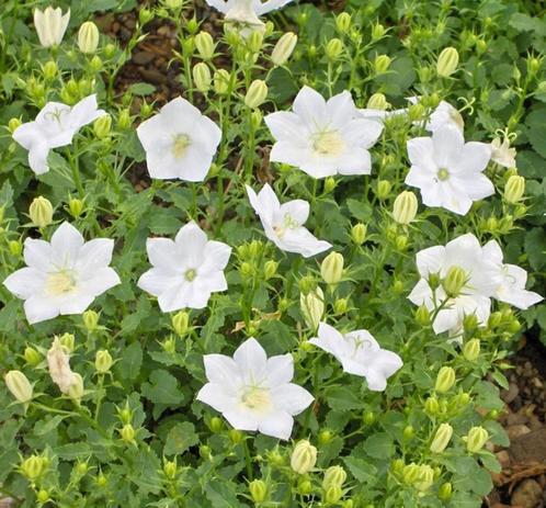 Campanula en Carex, Tuin en Terras, Planten | Tuinplanten, Vaste plant, Ophalen of Verzenden