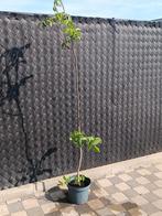 Walnotenboom regia juglans 175cm, Ophalen, Zo goed als nieuw