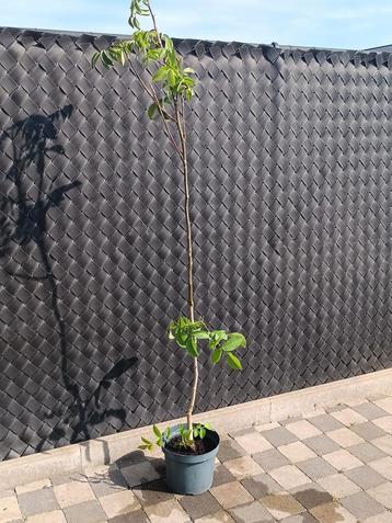 Walnotenboom regia juglans 175cm beschikbaar voor biedingen