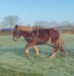 Vosse trekpaardhengst, Dieren en Toebehoren, Paarden, Gechipt, Niet van toepassing, Hengst, 3 tot 6 jaar