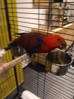 Edelpapegaai pop dringend weg