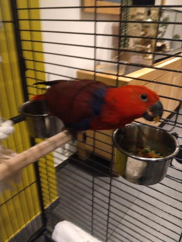 Edelpapegaai pop dringend weg, Animaux & Accessoires, Oiseaux | Perruches & Perroquets