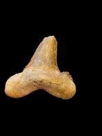 9) Fossiles de dents de requin Otodus sokolovi 4,9 cm., Enlèvement ou Envoi, Fossile