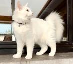 Twee laatste witte Maine Coon poesen met stamboom ️, Dieren en Toebehoren, Katten en Kittens | Raskatten | Langhaar, Kater, Gechipt