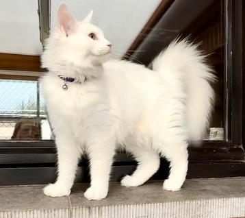 Twee laatste witte Maine Coon poesen met stamboom ️ beschikbaar voor biedingen