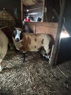 Baggerbonte schapen, Mannelijk, Schaap, 0 tot 2 jaar