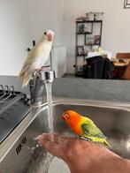 2 handtamme dwergpapegaaien, Dieren en Toebehoren, Vogels | Parkieten en Papegaaien, Geslacht onbekend, Dwergpapegaai of Agapornis