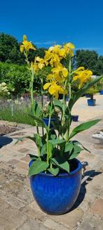 Canna geel, Ophalen