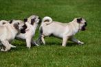 Mopshond pups te koop, Dieren en Toebehoren, Honden | Bulldogs, Pinschers en Molossers, 15 weken tot 1 jaar, Overige rassen, Buitenland