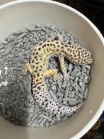 Luipaardgekko man, Dieren en Toebehoren, Reptielen en Amfibieën, Hagedis, Tam, 7 tot 10 jaar