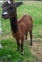 Ruby is een 2 jarige  merrie, Dieren en Toebehoren