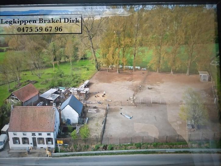 Mesthaantjes, Dieren en Toebehoren, Pluimvee