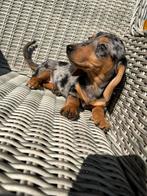 Kortharige teckel pups, Dieren en Toebehoren, Honden | Teckels en Dashonden, België, 8 tot 15 weken, Meerdere, Fokker | Professioneel