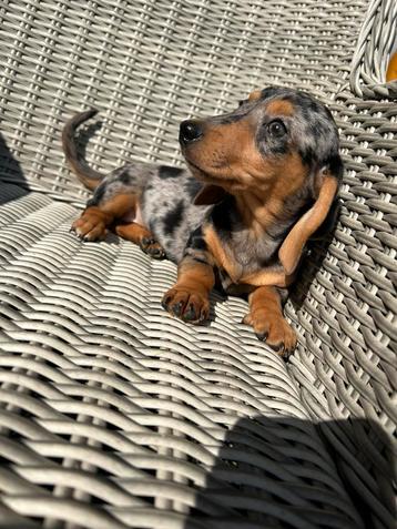 Kortharige teckel pups beschikbaar voor biedingen