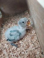 Dwergpapegaai baby handtam handopfok, Dieren en Toebehoren, Vogels | Parkieten en Papegaaien, Tam