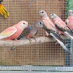 IK ZOEK bourke pop (blauw), Dieren en Toebehoren, Vogels | Parkieten en Papegaaien