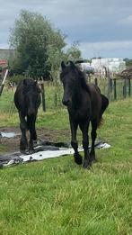 Friezen, Dieren en Toebehoren, Paarden, Gechipt, Minder dan 160 cm, 0 tot 2 jaar, Hengst