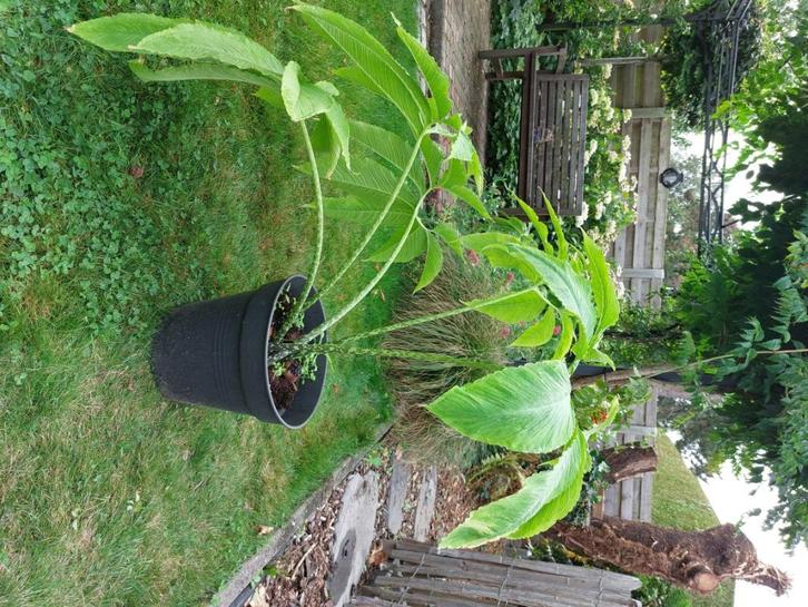 Sauromatum venosum  voodoolelie, Tuin en Terras, Planten | Tuinplanten, Ophalen