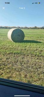 Foin 2025 BIO, Dieren en Toebehoren, Ophalen, Vee